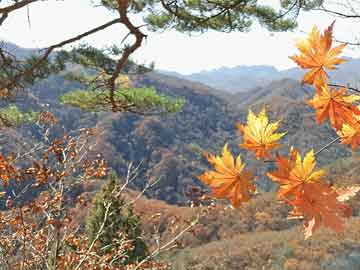 澳門一肖一碼，揭秘背后的真相與應(yīng)對(duì)之道